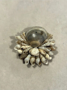 Shell Brooch in Cream & Brown